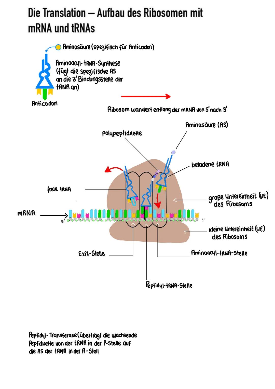 Transkription
Die Trankstription ist der erster Schritt der
Proteinbiosynthese ( ein Prozess bei dem
Proteine hergestellt werden).
Erzeugen 