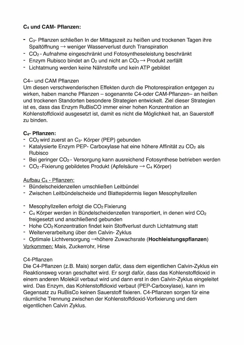 Abhängigkeit der Fotosynthese von äußerem Faktoren:
Licht:
bei geringen Lichtintensitäten überwiegt die CO2 -Abgabe durch Zellatmung die
fot