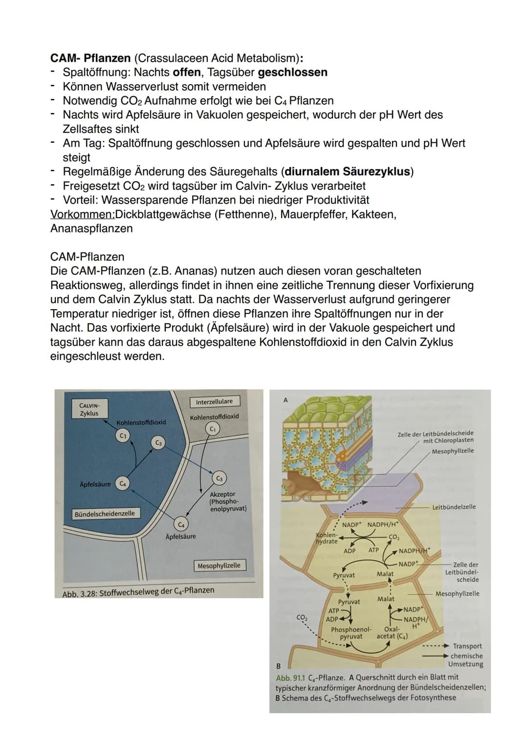 Abhängigkeit der Fotosynthese von äußerem Faktoren:
Licht:
bei geringen Lichtintensitäten überwiegt die CO2 -Abgabe durch Zellatmung die
fot