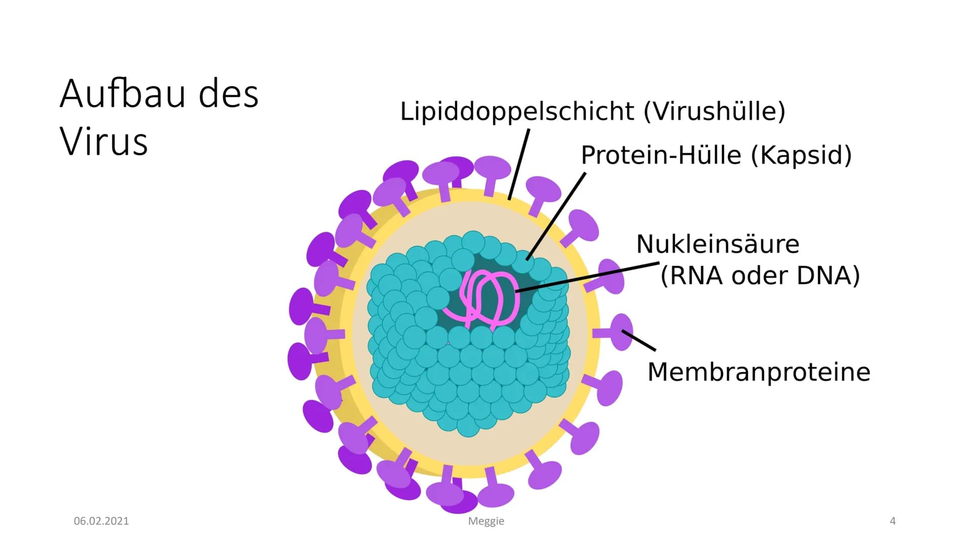 AIDS
Präsentiert von Meggie Handout AIDS
Was ist HIV?
Das Hi-Virus oder anders gesagt HIV bedeutet ,,Humanes Immundefizienz Virus". Das Viru