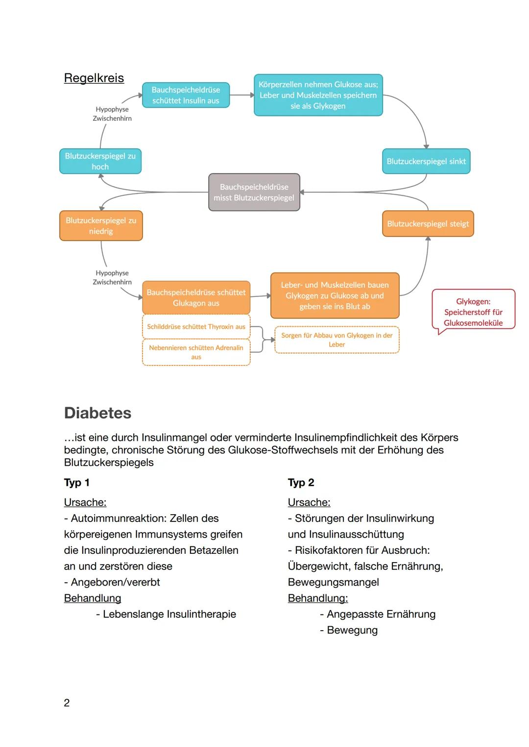 # Regulation des Blutzuckerspiegels

Blutzucker

= Menge an Glucose (Zucker) im Blut

- Glucose = Energielieferant

- Dient z.B. zur:

  - Ü