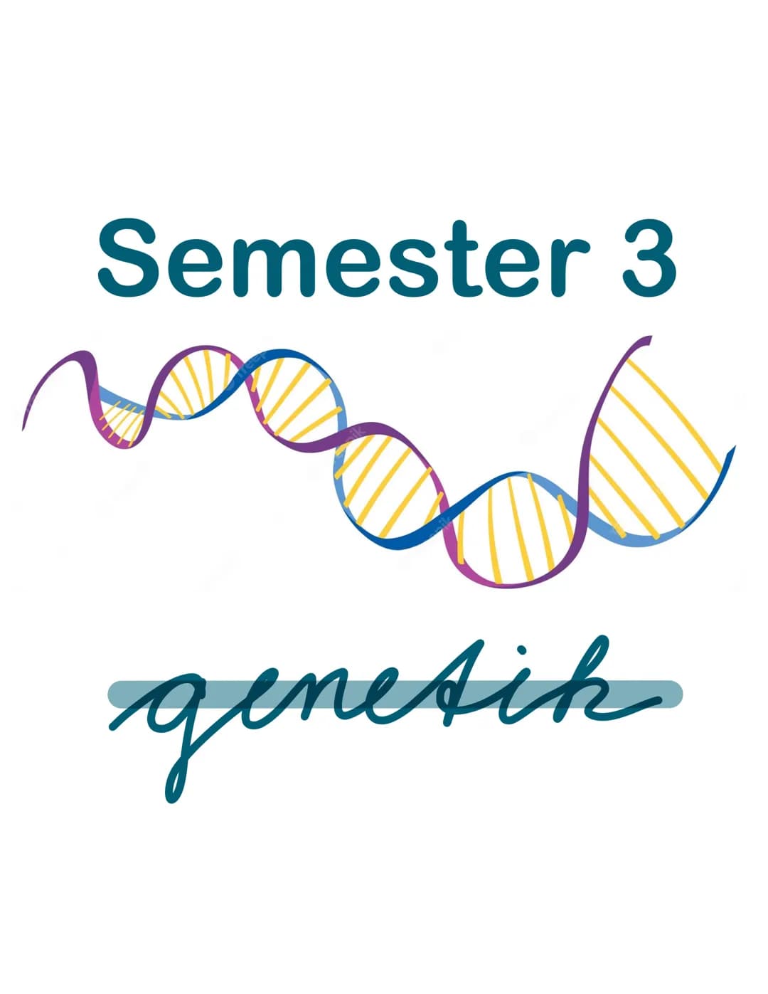 Semester 3
X
genetik genetik RNA, DNA, CHROMOSOMEN
DNA coesoxyribonucleinacid)
Träger der Erbinformation, Strickleifermodell DNA-Doppelhelix