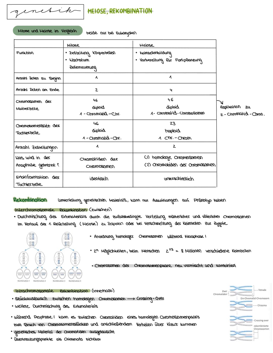 Semester 3
X
genetik genetik RNA, DNA, CHROMOSOMEN
DNA coesoxyribonucleinacid)
Träger der Erbinformation, Strickleifermodell DNA-Doppelhelix