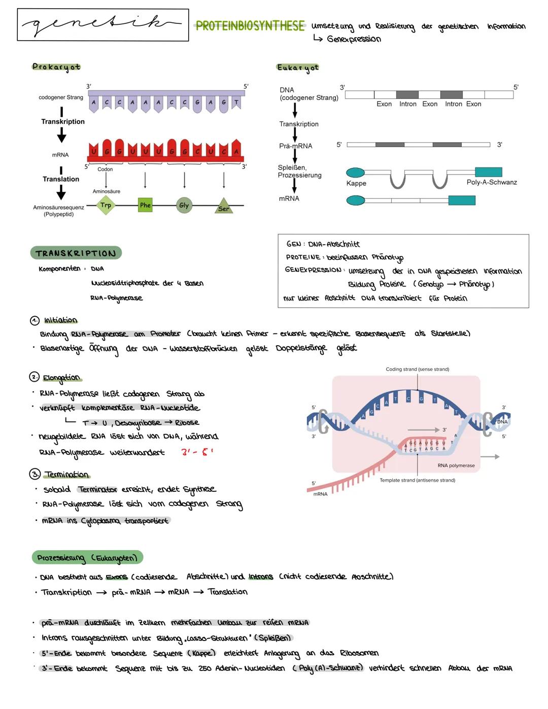 Semester 3
X
genetik genetik RNA, DNA, CHROMOSOMEN
DNA coesoxyribonucleinacid)
Träger der Erbinformation, Strickleifermodell DNA-Doppelhelix