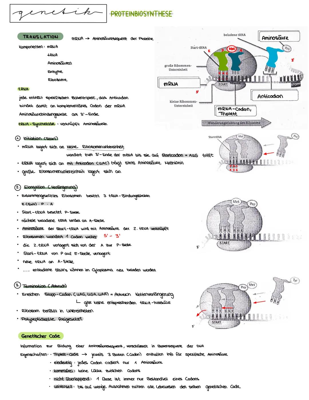 Semester 3
X
genetik genetik RNA, DNA, CHROMOSOMEN
DNA coesoxyribonucleinacid)
Träger der Erbinformation, Strickleifermodell DNA-Doppelhelix