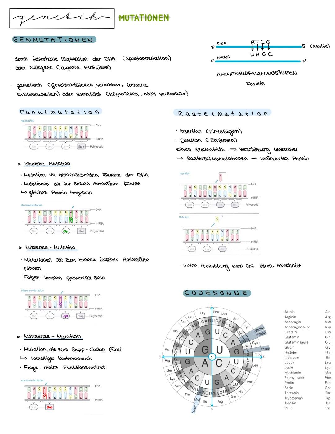 Semester 3
X
genetik genetik RNA, DNA, CHROMOSOMEN
DNA coesoxyribonucleinacid)
Träger der Erbinformation, Strickleifermodell DNA-Doppelhelix