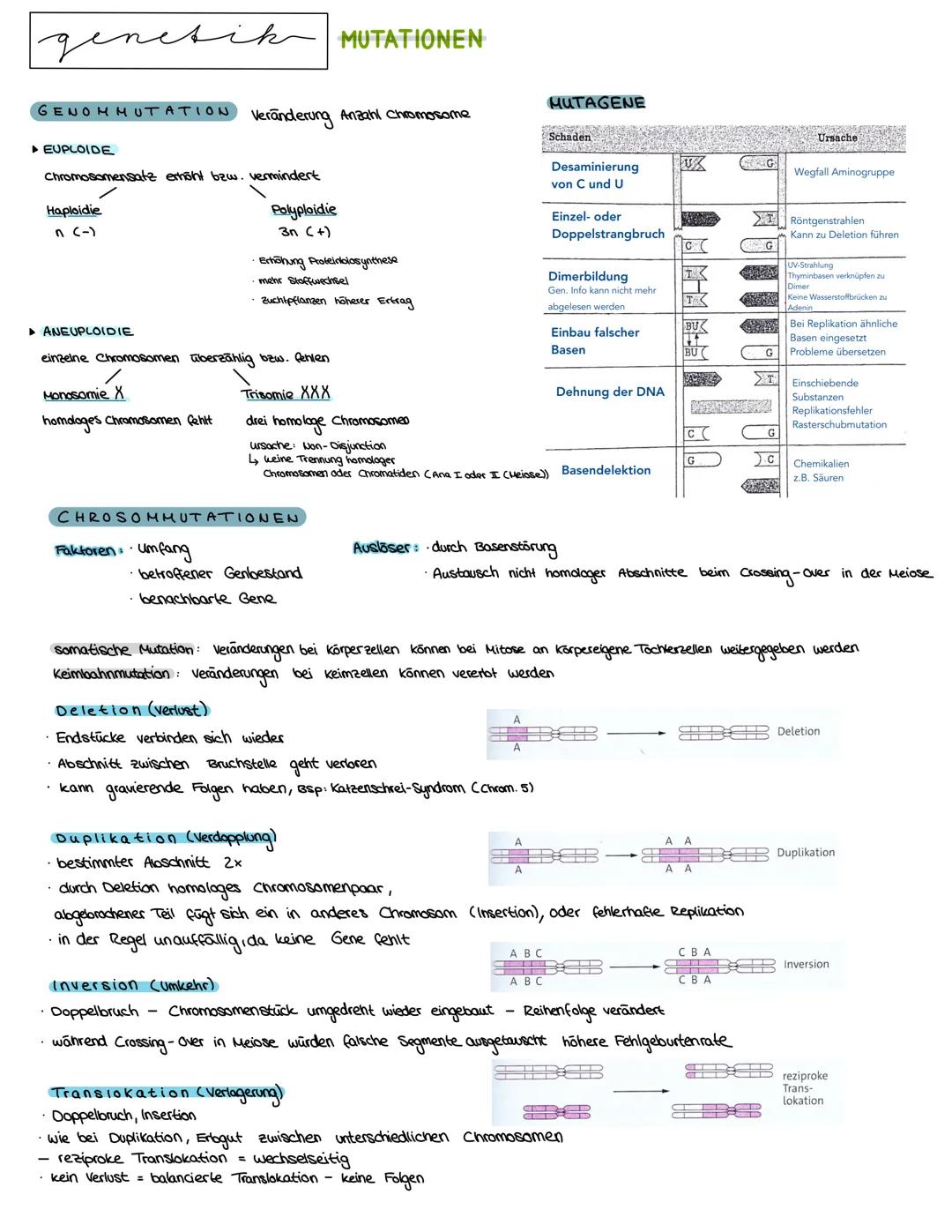 Semester 3
X
genetik genetik RNA, DNA, CHROMOSOMEN
DNA coesoxyribonucleinacid)
Träger der Erbinformation, Strickleifermodell DNA-Doppelhelix