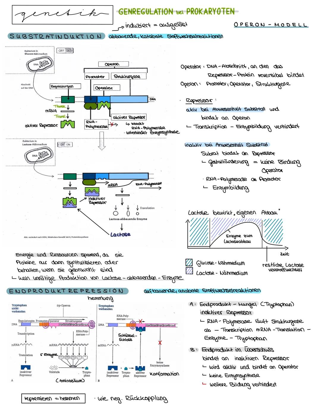 Semester 3
X
genetik genetik RNA, DNA, CHROMOSOMEN
DNA coesoxyribonucleinacid)
Träger der Erbinformation, Strickleifermodell DNA-Doppelhelix