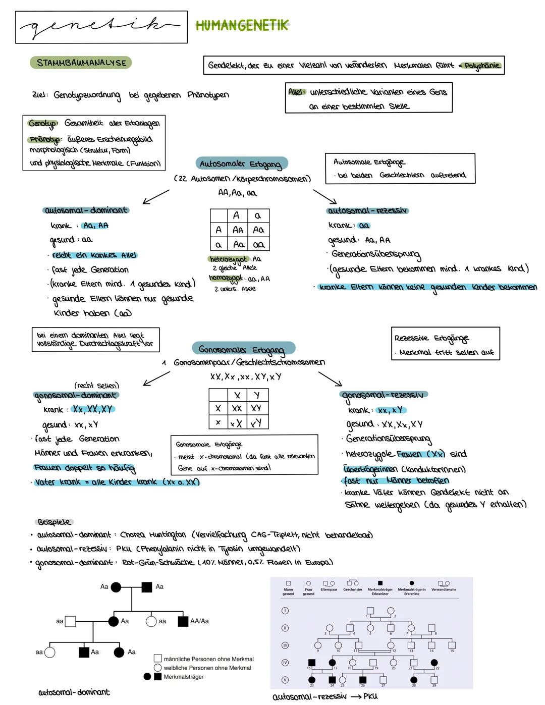 Semester 3
X
genetik genetik RNA, DNA, CHROMOSOMEN
DNA coesoxyribonucleinacid)
Träger der Erbinformation, Strickleifermodell DNA-Doppelhelix