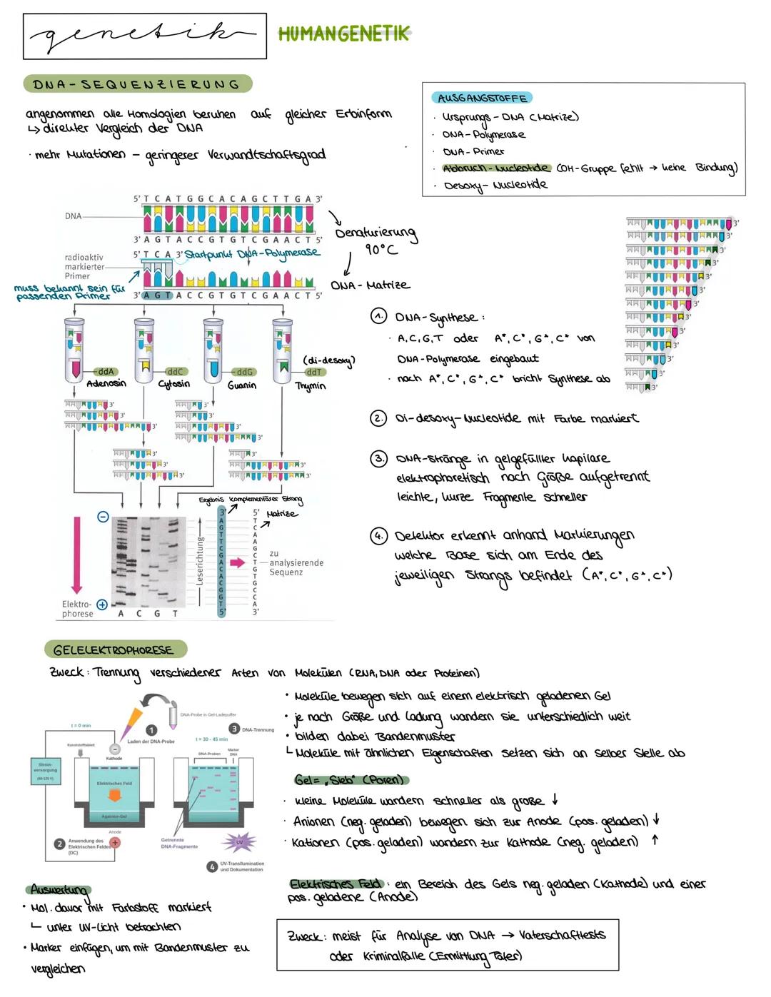 Semester 3
X
genetik genetik RNA, DNA, CHROMOSOMEN
DNA coesoxyribonucleinacid)
Träger der Erbinformation, Strickleifermodell DNA-Doppelhelix