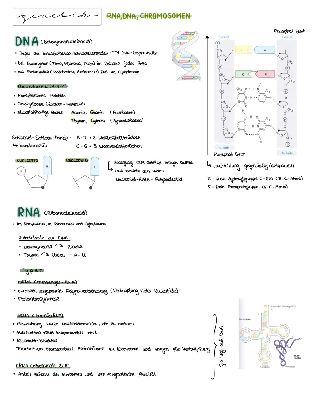 Semester 3
X
genetik genetik RNA, DNA, CHROMOSOMEN
DNA coesoxyribonucleinacid)
Träger der Erbinformation, Strickleifermodell DNA-Doppelhelix