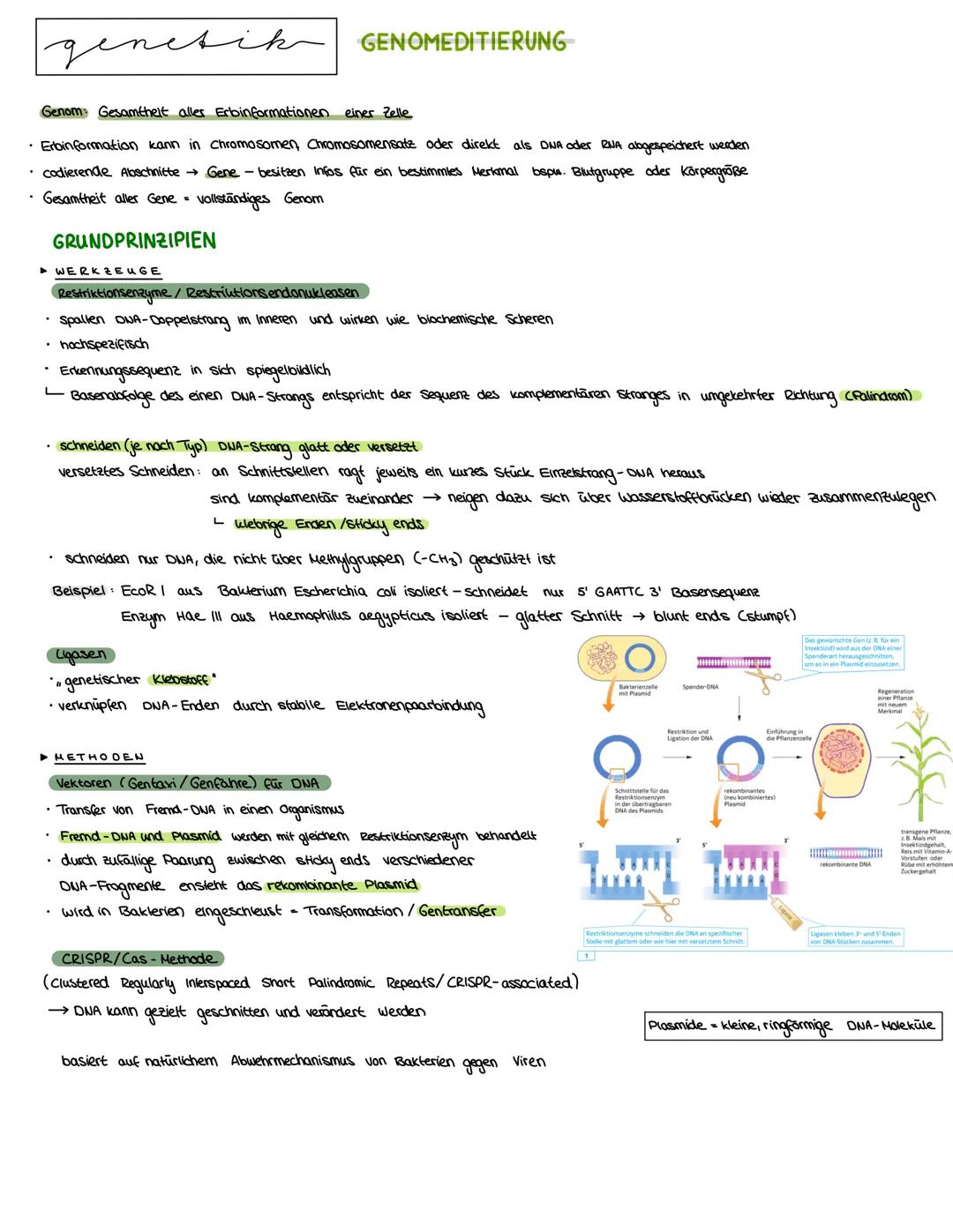 Semester 3
X
genetik genetik RNA, DNA, CHROMOSOMEN
DNA coesoxyribonucleinacid)
Träger der Erbinformation, Strickleifermodell DNA-Doppelhelix