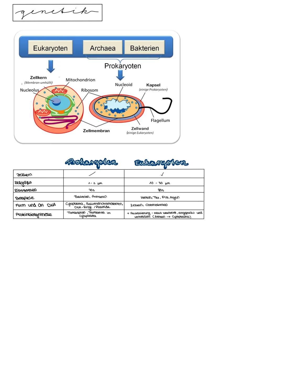 Semester 3
X
genetik genetik RNA, DNA, CHROMOSOMEN
DNA coesoxyribonucleinacid)
Träger der Erbinformation, Strickleifermodell DNA-Doppelhelix