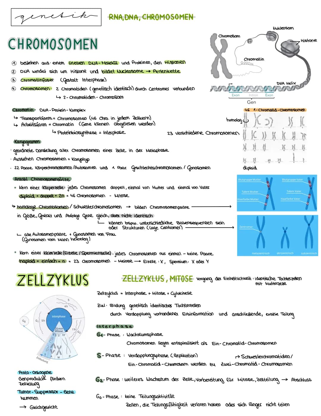 Semester 3
X
genetik genetik RNA, DNA, CHROMOSOMEN
DNA coesoxyribonucleinacid)
Träger der Erbinformation, Strickleifermodell DNA-Doppelhelix