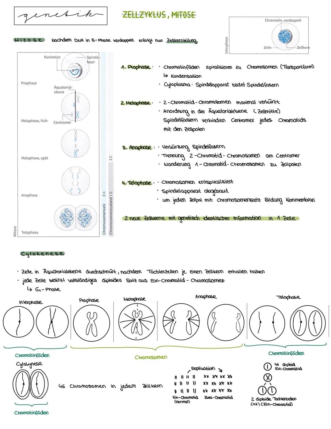 Semester 3
X
genetik genetik RNA, DNA, CHROMOSOMEN
DNA coesoxyribonucleinacid)
Träger der Erbinformation, Strickleifermodell DNA-Doppelhelix