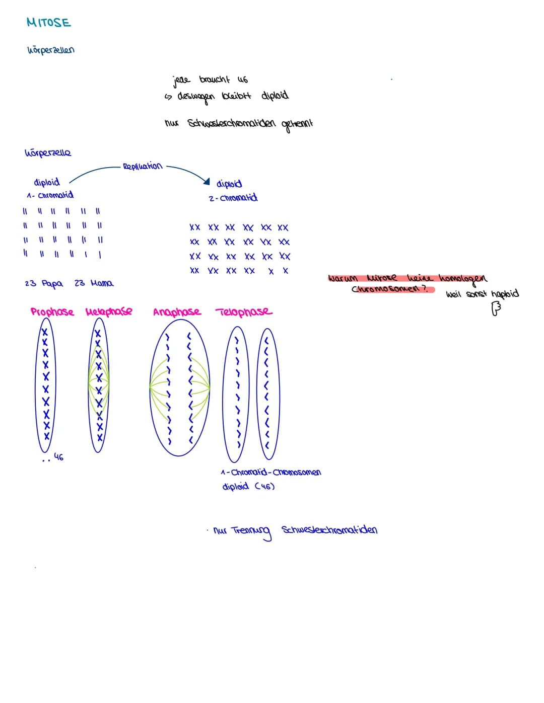 Semester 3
X
genetik genetik RNA, DNA, CHROMOSOMEN
DNA coesoxyribonucleinacid)
Träger der Erbinformation, Strickleifermodell DNA-Doppelhelix