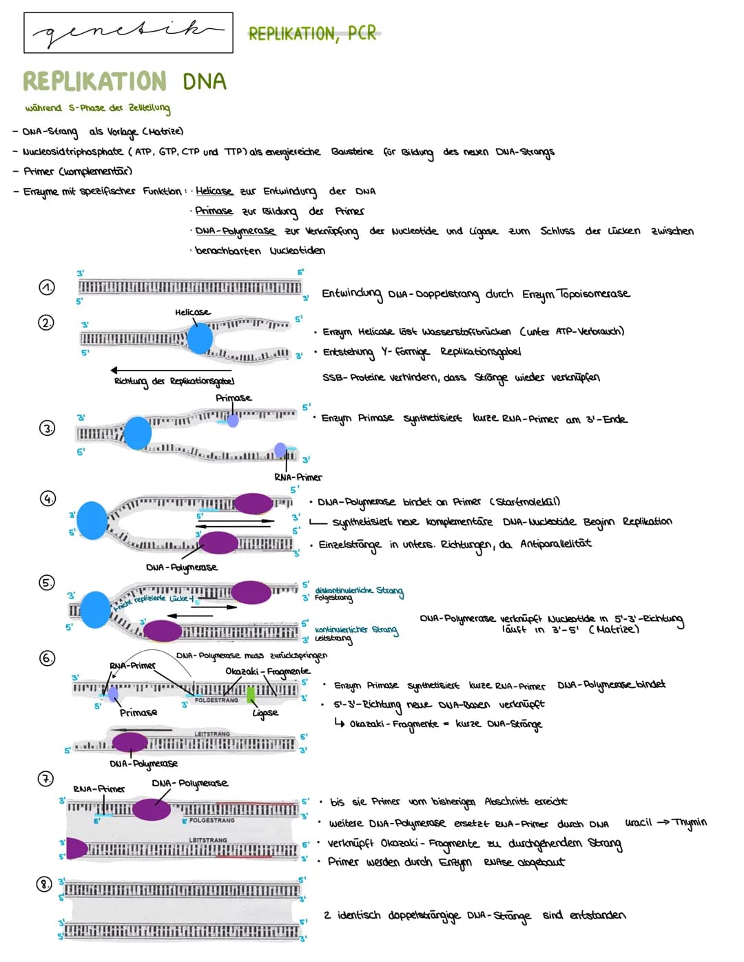 Semester 3
X
genetik genetik RNA, DNA, CHROMOSOMEN
DNA coesoxyribonucleinacid)
Träger der Erbinformation, Strickleifermodell DNA-Doppelhelix