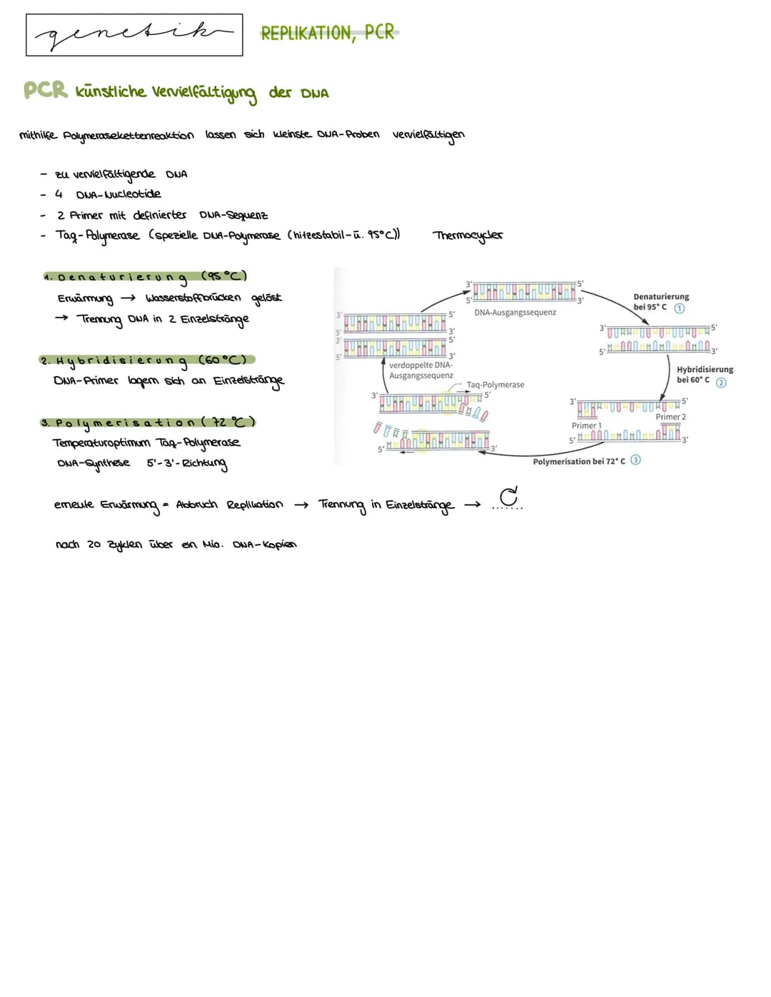 Semester 3
X
genetik genetik RNA, DNA, CHROMOSOMEN
DNA coesoxyribonucleinacid)
Träger der Erbinformation, Strickleifermodell DNA-Doppelhelix