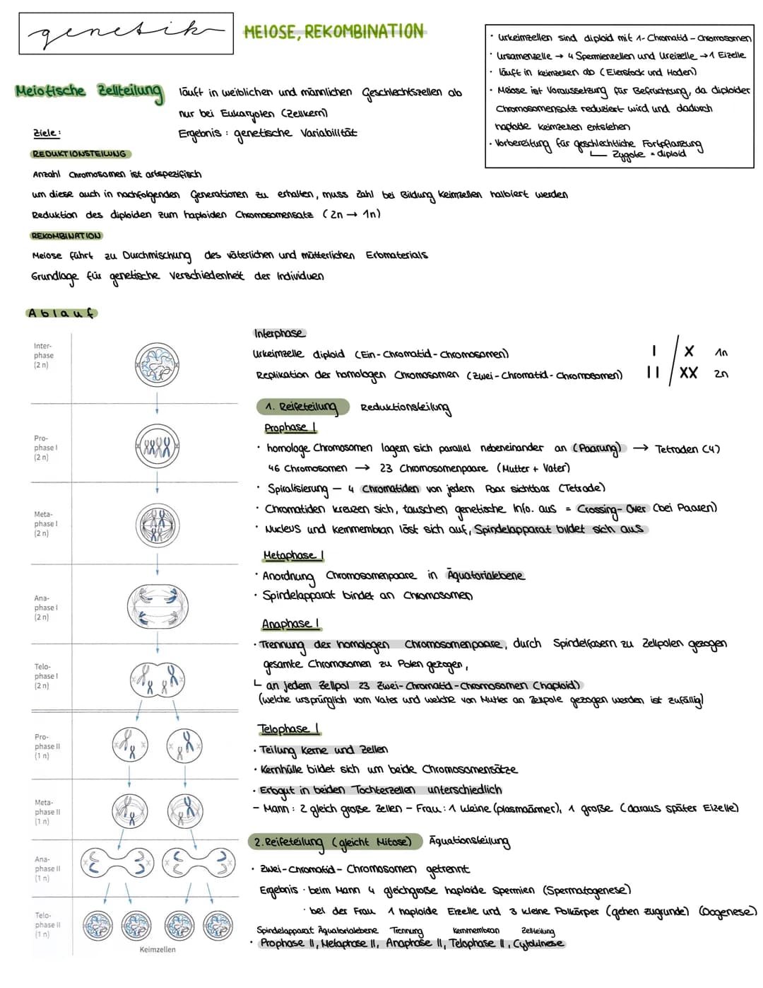 Semester 3
X
genetik genetik RNA, DNA, CHROMOSOMEN
DNA coesoxyribonucleinacid)
Träger der Erbinformation, Strickleifermodell DNA-Doppelhelix