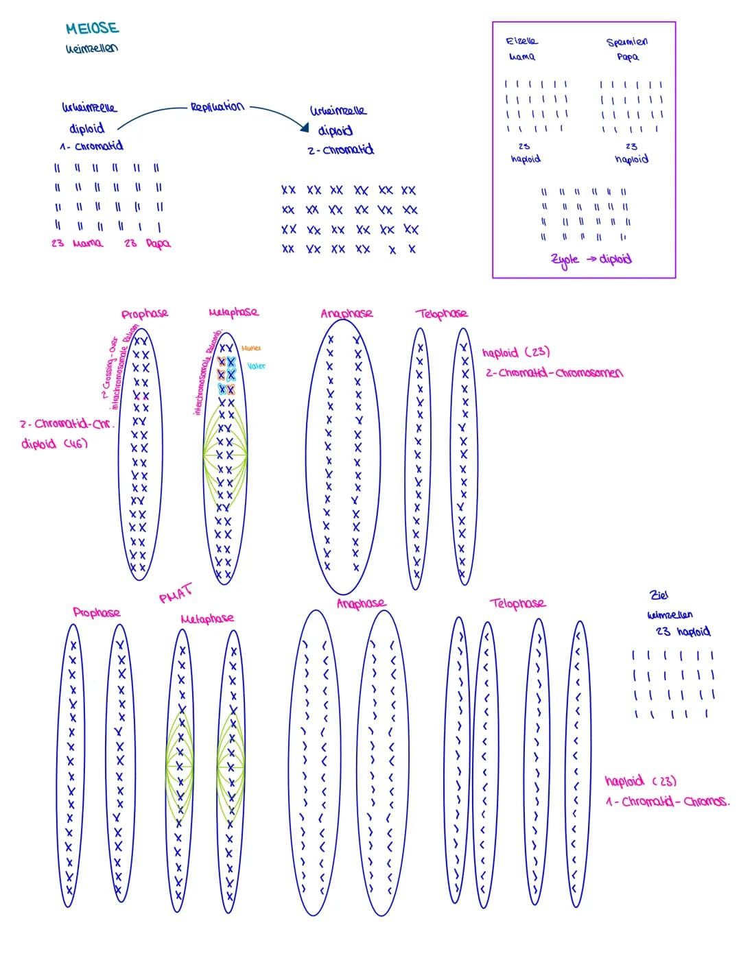 Semester 3
X
genetik genetik RNA, DNA, CHROMOSOMEN
DNA coesoxyribonucleinacid)
Träger der Erbinformation, Strickleifermodell DNA-Doppelhelix