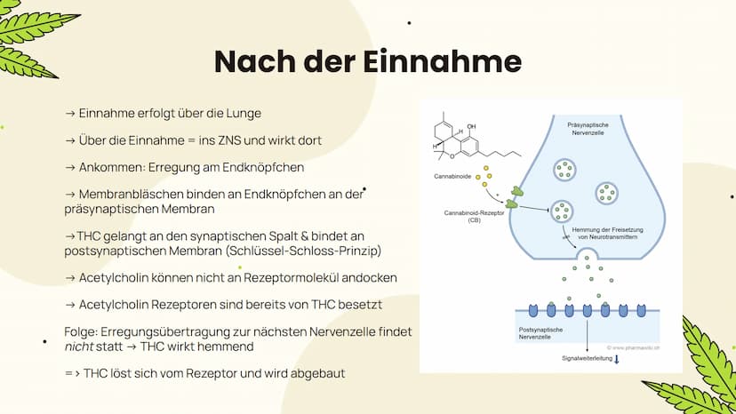 ●
m
Cannabis
... Folgen und Wirkung...
m Allgemeines
Aufbau, Inhaltsstoffe,
Konsumform
Suchtpotenzial
Folgen
Kurzzeitfolgen,
Langzeitfolgen
