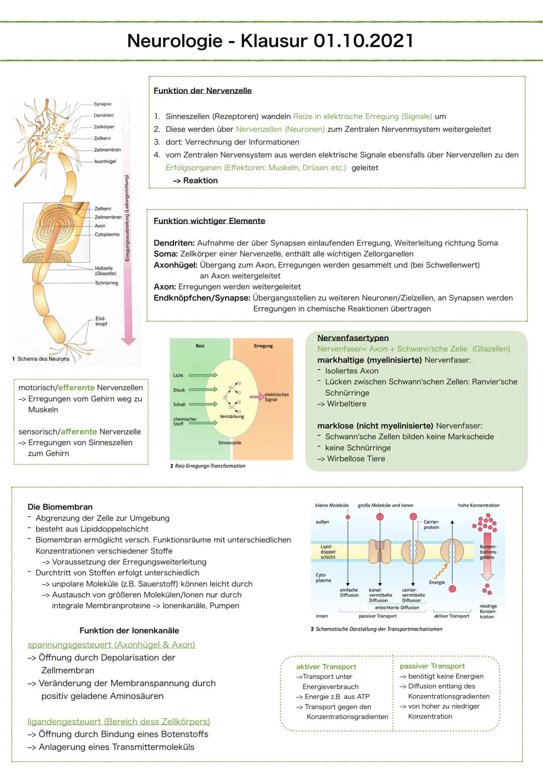 1 Schema des Neurons
Synapse
Dendriten
Zellkörper
Zellkern
Zellmembran
Axonhügel
Zellkern
Zellmembran
Axon
Cytoplasma
Hüllzelle
(Gliazelle)
