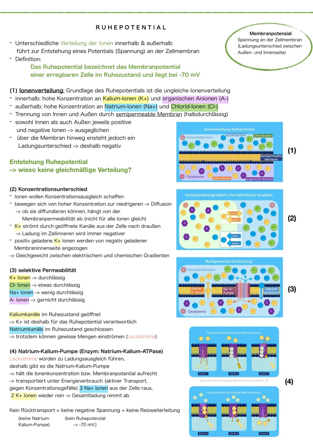 1 Schema des Neurons
Synapse
Dendriten
Zellkörper
Zellkern
Zellmembran
Axonhügel
Zellkern
Zellmembran
Axon
Cytoplasma
Hüllzelle
(Gliazelle)
