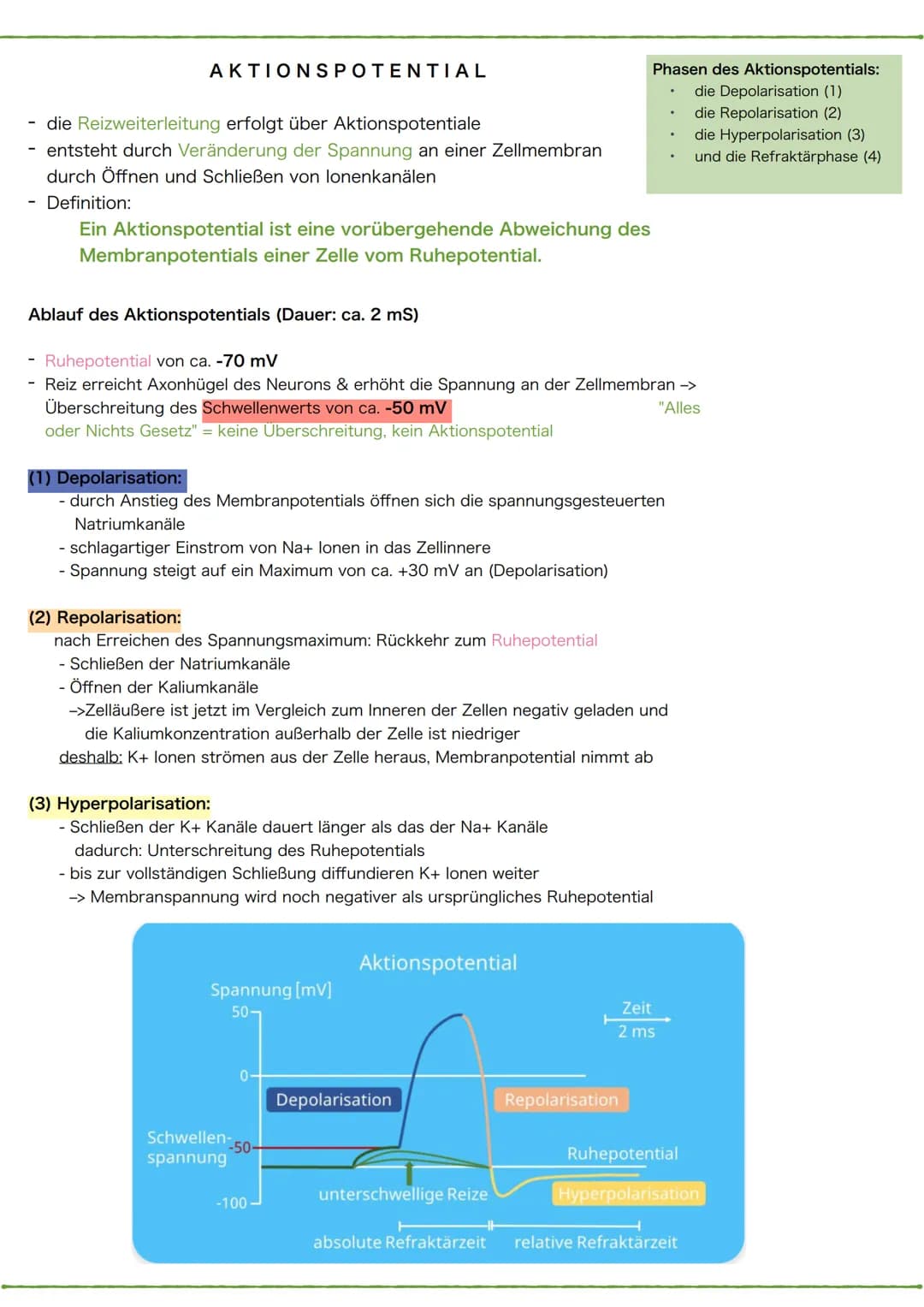 1 Schema des Neurons
Synapse
Dendriten
Zellkörper
Zellkern
Zellmembran
Axonhügel
Zellkern
Zellmembran
Axon
Cytoplasma
Hüllzelle
(Gliazelle)
