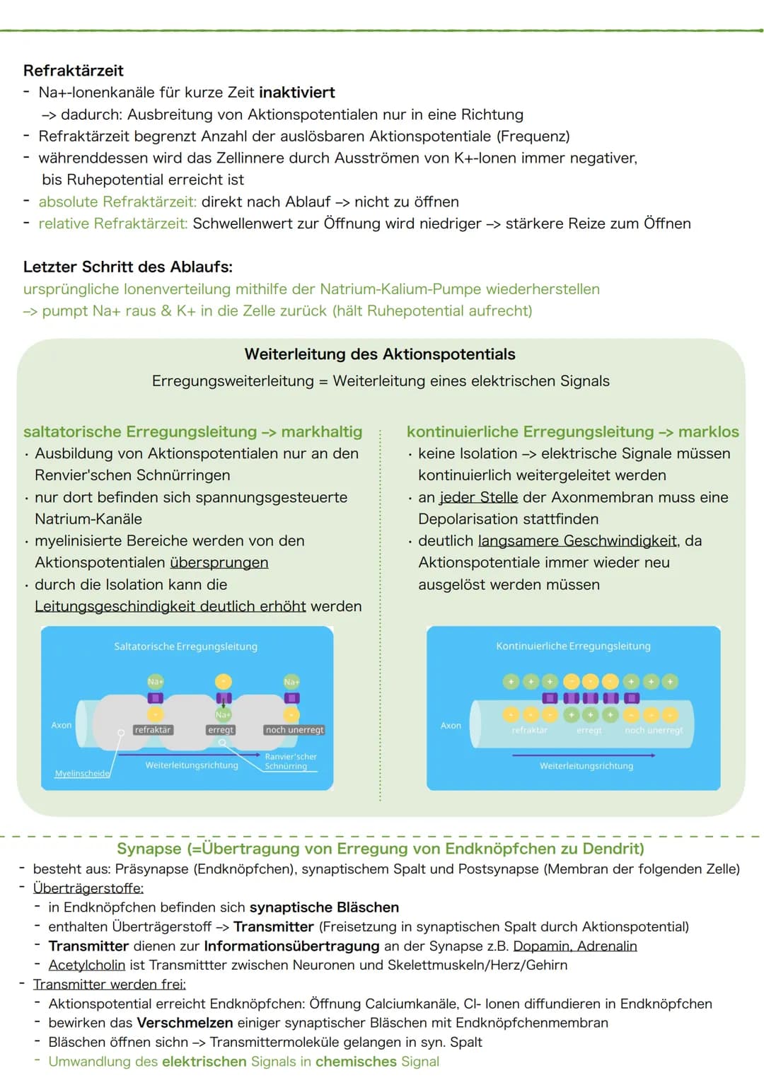 1 Schema des Neurons
Synapse
Dendriten
Zellkörper
Zellkern
Zellmembran
Axonhügel
Zellkern
Zellmembran
Axon
Cytoplasma
Hüllzelle
(Gliazelle)
