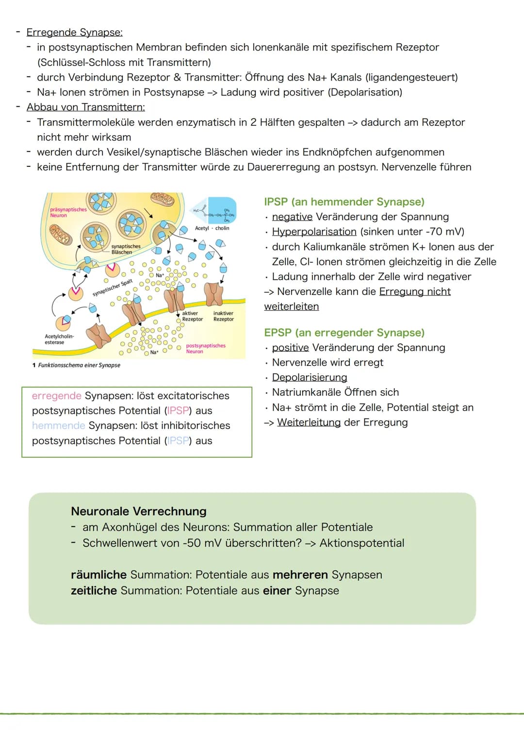 1 Schema des Neurons
Synapse
Dendriten
Zellkörper
Zellkern
Zellmembran
Axonhügel
Zellkern
Zellmembran
Axon
Cytoplasma
Hüllzelle
(Gliazelle)

