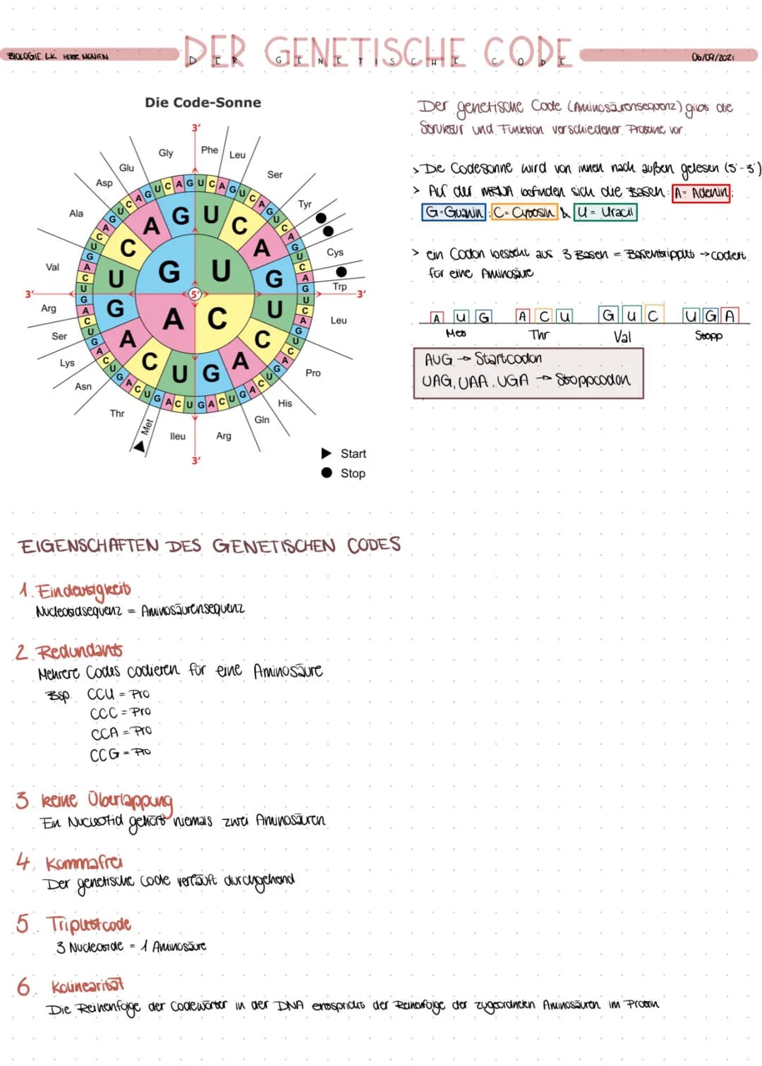 BIOLOGIE LK HERR MONIEN
34
Val
Arg
Ser
Ala
Lys
U
Asp
G
Asn
Glu
A
COCAGUCAGUCAGUCAGUOT
A
GU
C
C
U
G
A
Thr
DER GENETISCHE CODE
Die Code-Sonne
