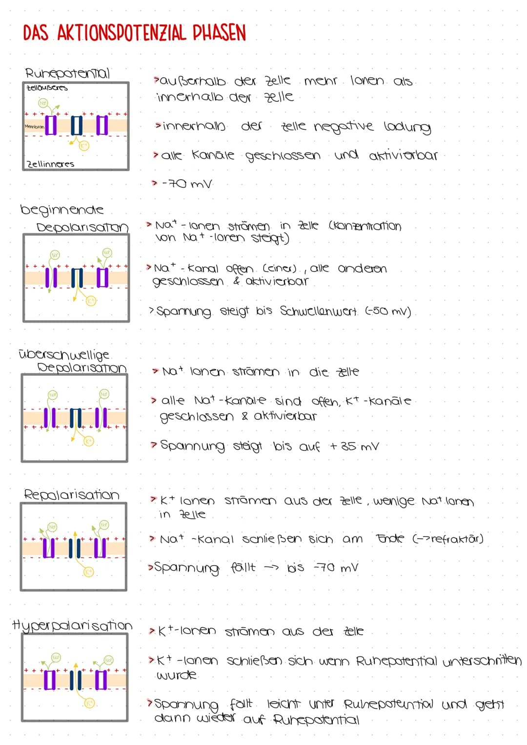 DAS AKTIONSPOTENZIAL
Ein Aktionspotenzial ist eine Abweichung des Membranpotentials einer Zelle
vom Ruhepotential
Nervenimpuls, der für weit