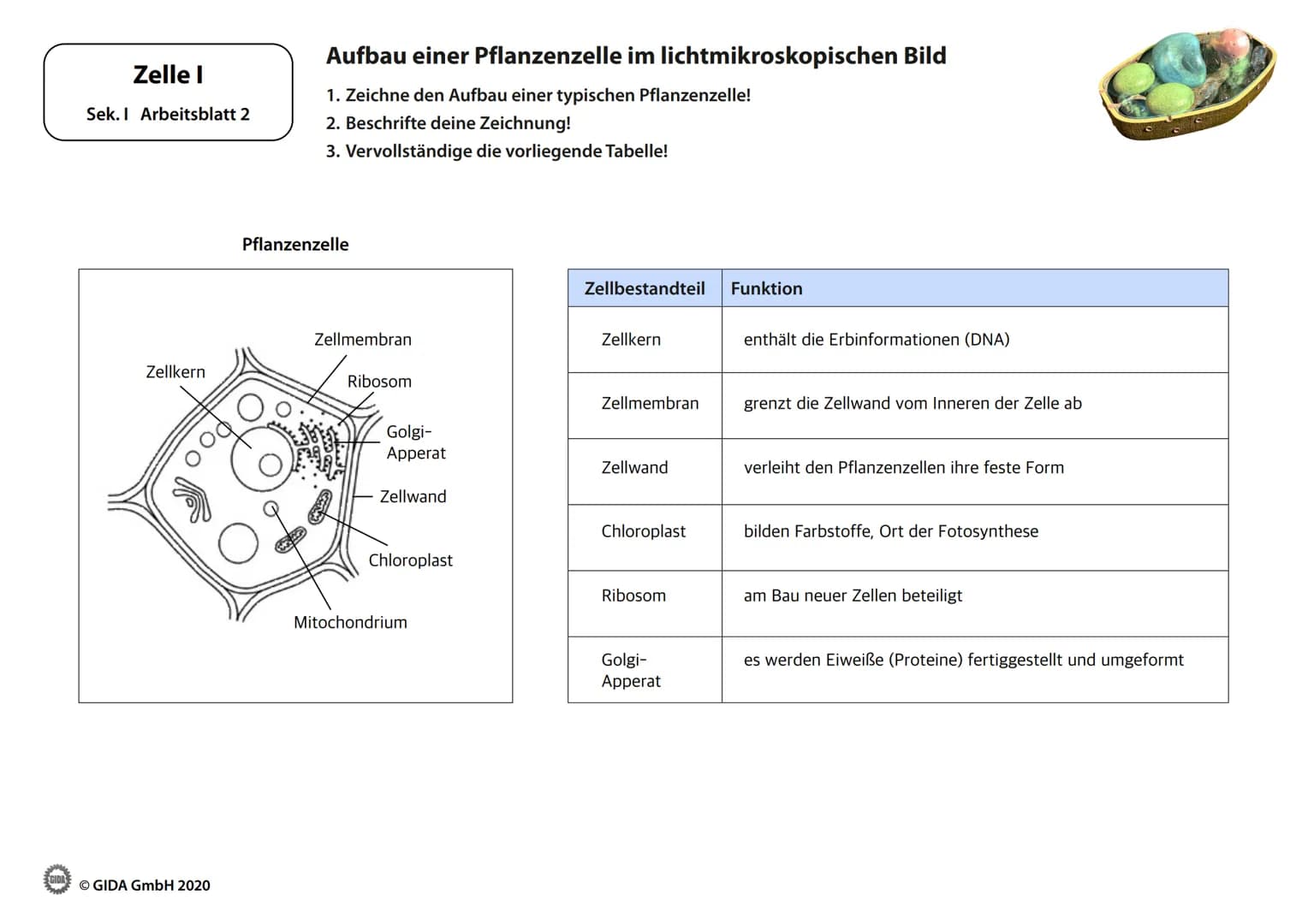 Zelle I
Arbeitsblätter
(Schülerversion)
GIDA
O GIDA GmbH 2020 Zelle I
Sek. I Arbeitsblatt 1
Bakterium
Ⓒ GIDA GmbH 2020
Kennzeichen von Lebew