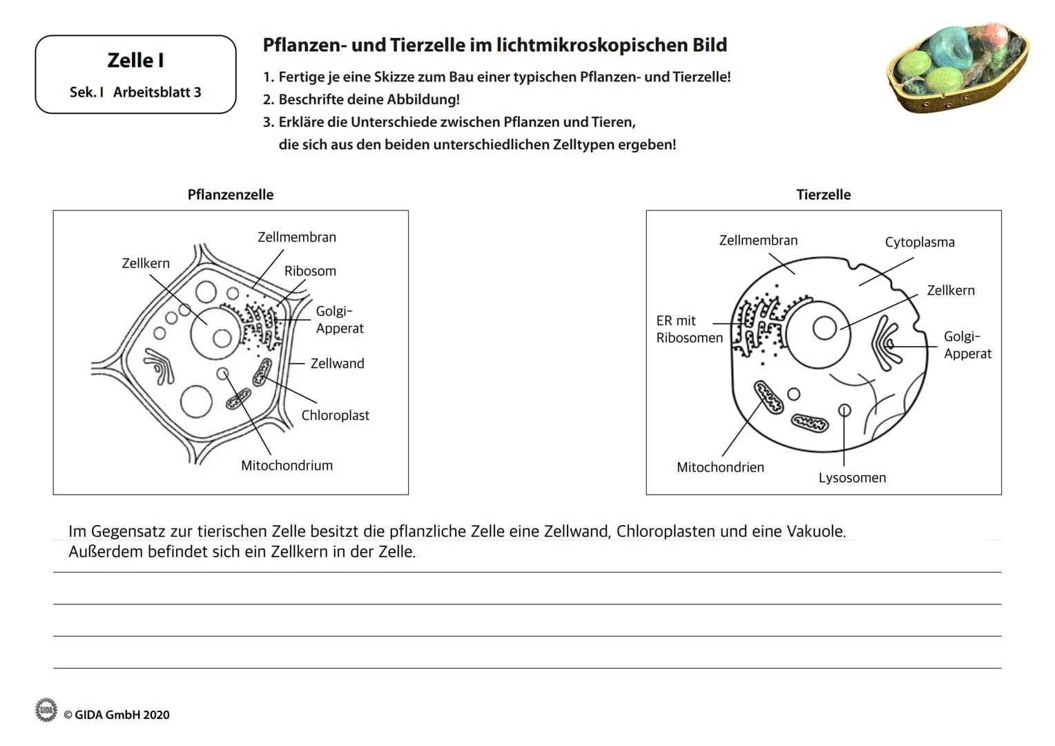 Zelle I
Arbeitsblätter
(Schülerversion)
GIDA
O GIDA GmbH 2020 Zelle I
Sek. I Arbeitsblatt 1
Bakterium
Ⓒ GIDA GmbH 2020
Kennzeichen von Lebew