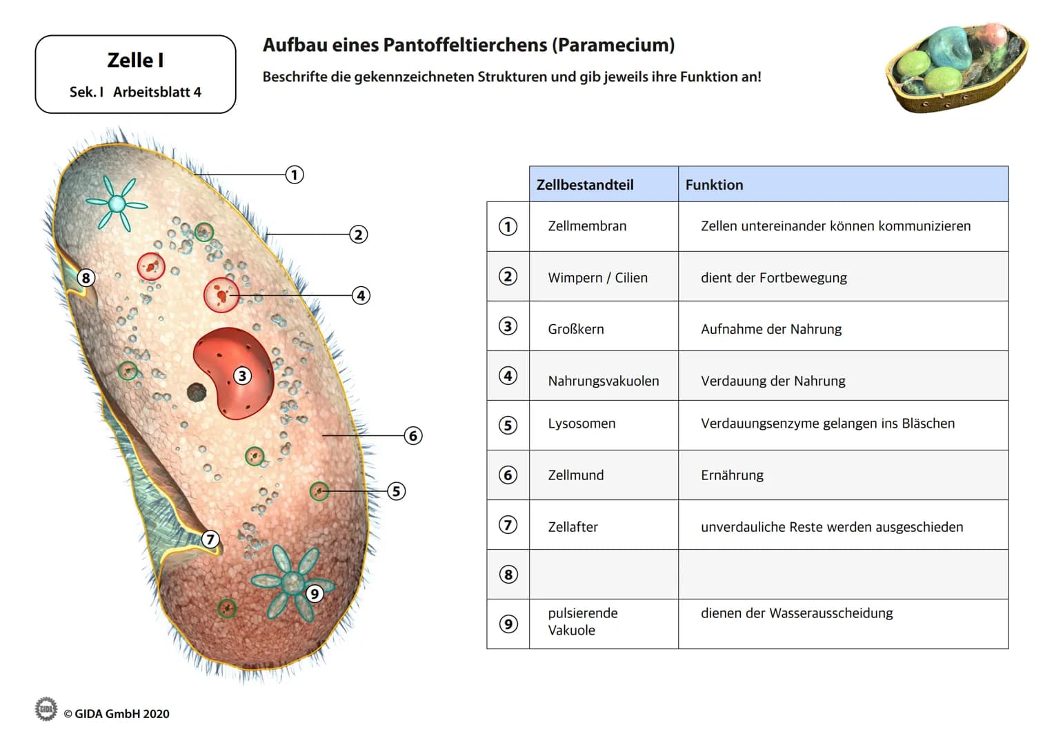 Zelle I
Arbeitsblätter
(Schülerversion)
GIDA
O GIDA GmbH 2020 Zelle I
Sek. I Arbeitsblatt 1
Bakterium
Ⓒ GIDA GmbH 2020
Kennzeichen von Lebew