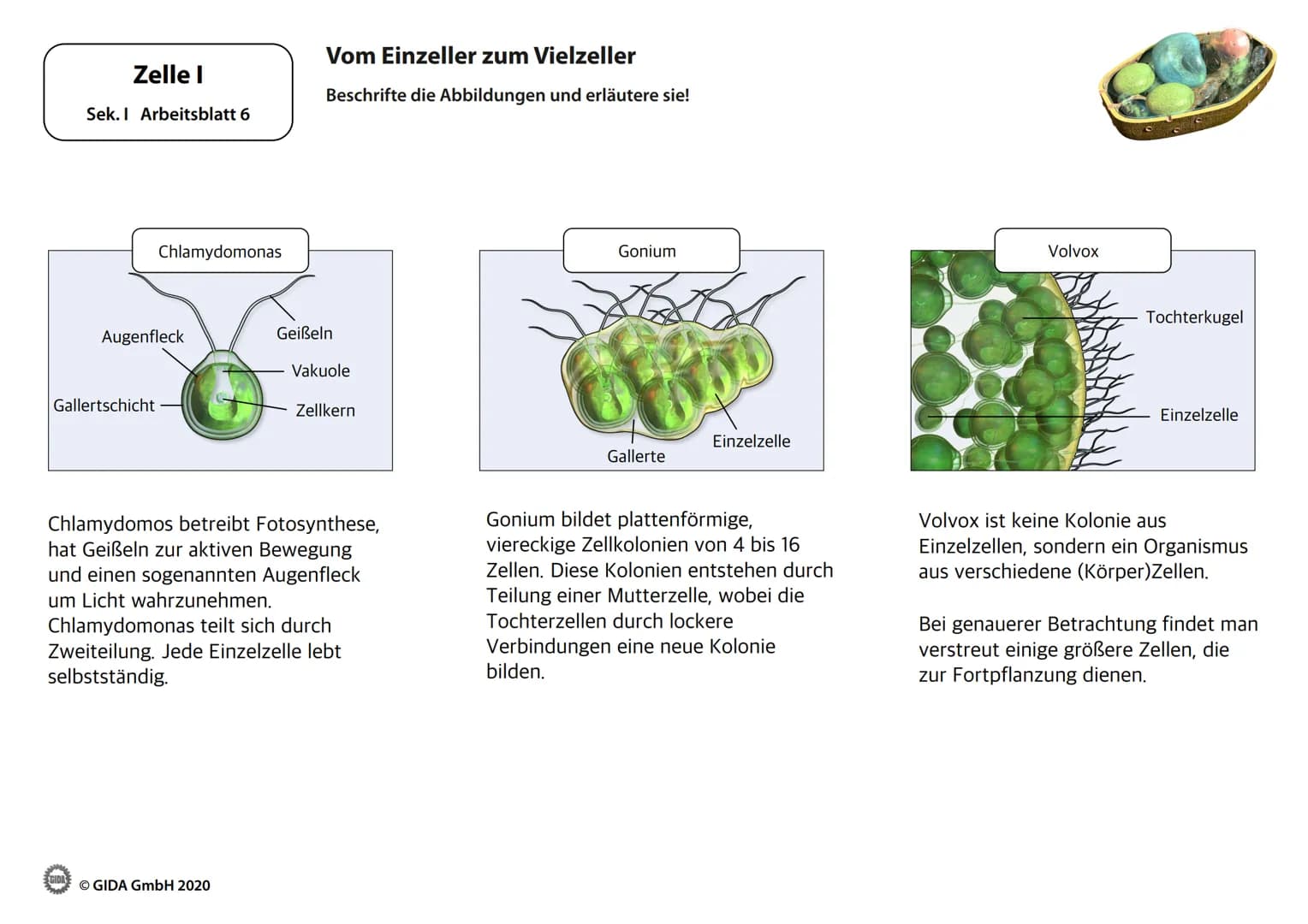 Zelle I
Arbeitsblätter
(Schülerversion)
GIDA
O GIDA GmbH 2020 Zelle I
Sek. I Arbeitsblatt 1
Bakterium
Ⓒ GIDA GmbH 2020
Kennzeichen von Lebew