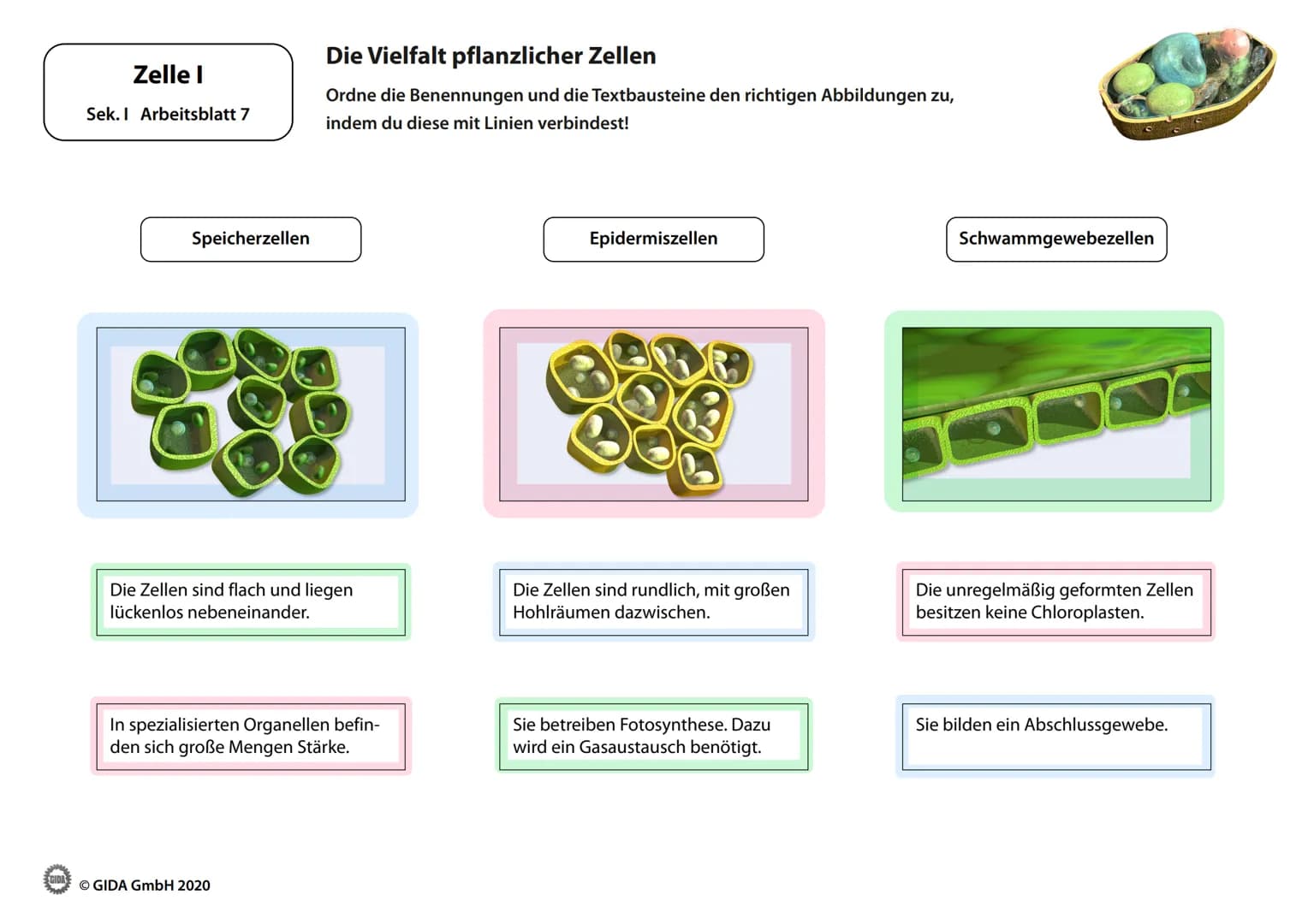 Zelle I
Arbeitsblätter
(Schülerversion)
GIDA
O GIDA GmbH 2020 Zelle I
Sek. I Arbeitsblatt 1
Bakterium
Ⓒ GIDA GmbH 2020
Kennzeichen von Lebew
