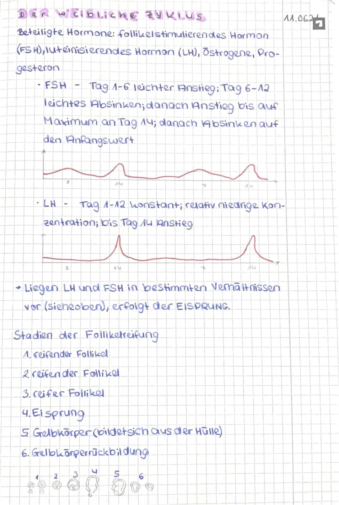 Weibliche Zyklus 