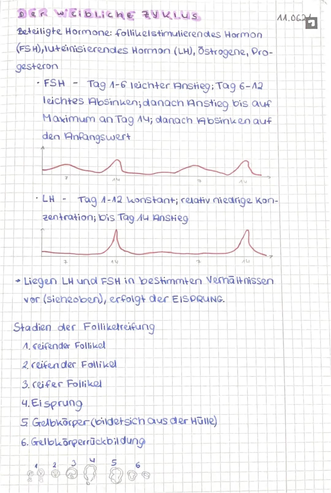 DER Weibliche ZYKLUS
Beteiligte Hormone: follikelstimulierendes Hormon
(FSH), luteinisierendes Hormon (LH), Ostrogene, Pro-
gesteron
.
FSH T