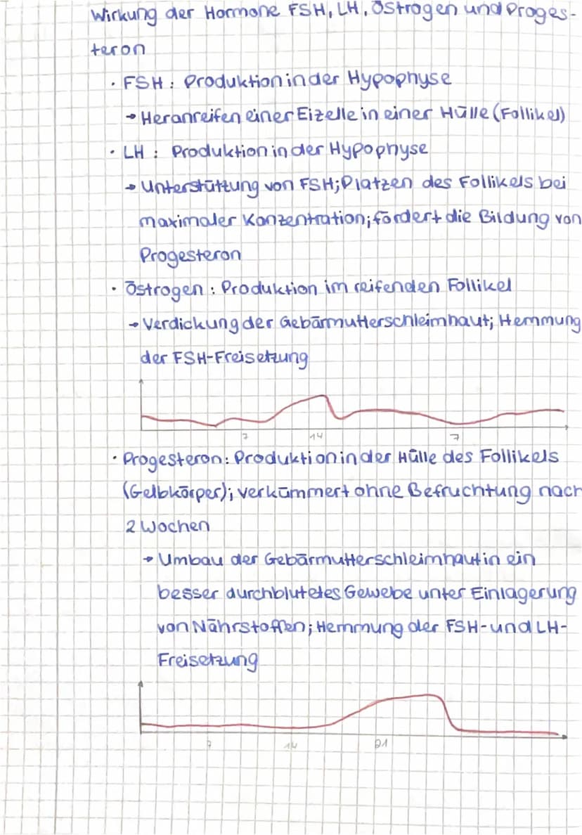 DER Weibliche ZYKLUS
Beteiligte Hormone: follikelstimulierendes Hormon
(FSH), luteinisierendes Hormon (LH), Ostrogene, Pro-
gesteron
.
FSH T