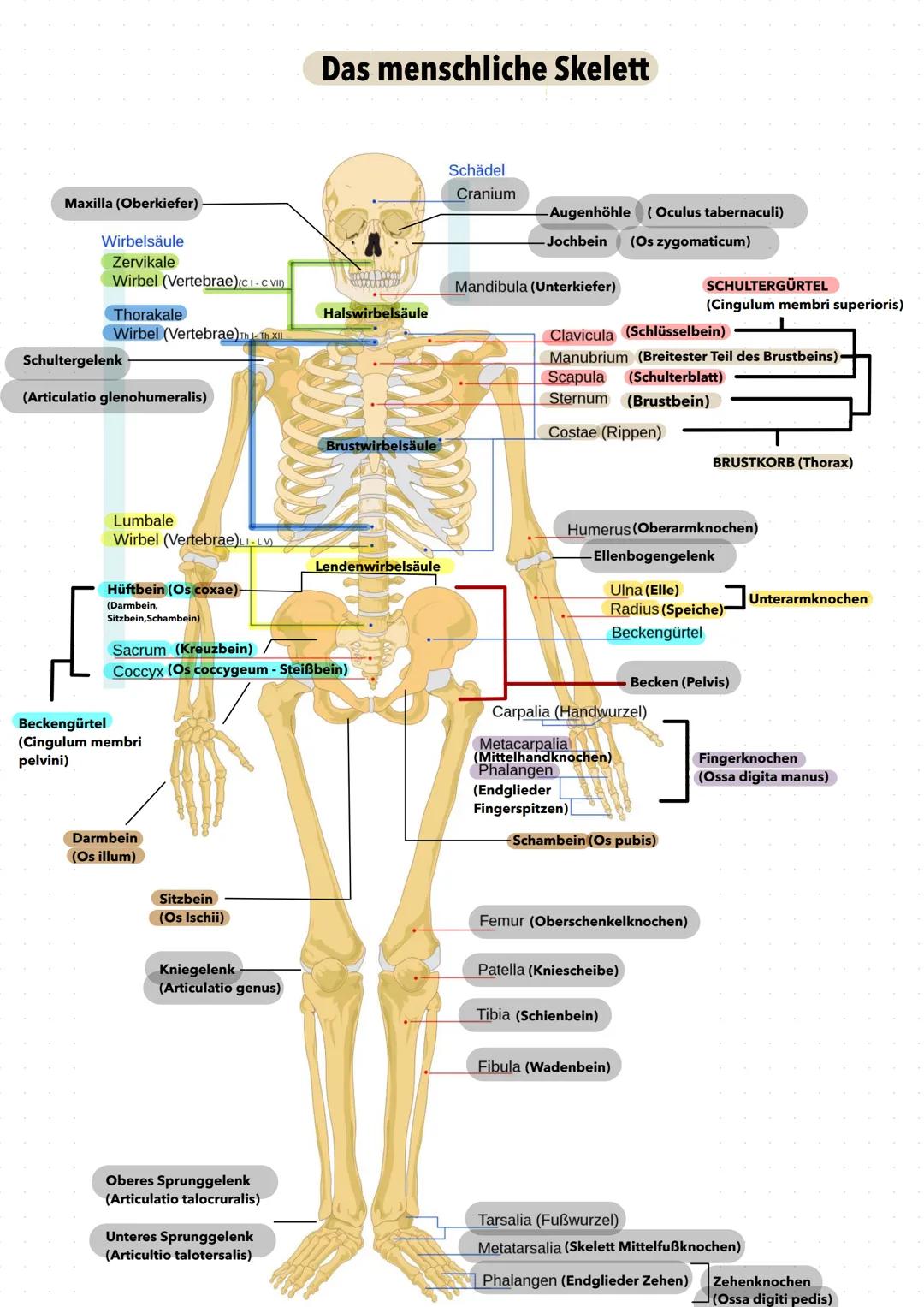 # Das menschliche Skelett

Maxilla (Oberkiefer)

Wirbelsäule
Zervikale
Wirbel (Vertebrae)$_{CI - CVII}$

Thorakale
Wirbel (Vertebrae)$_{Th I