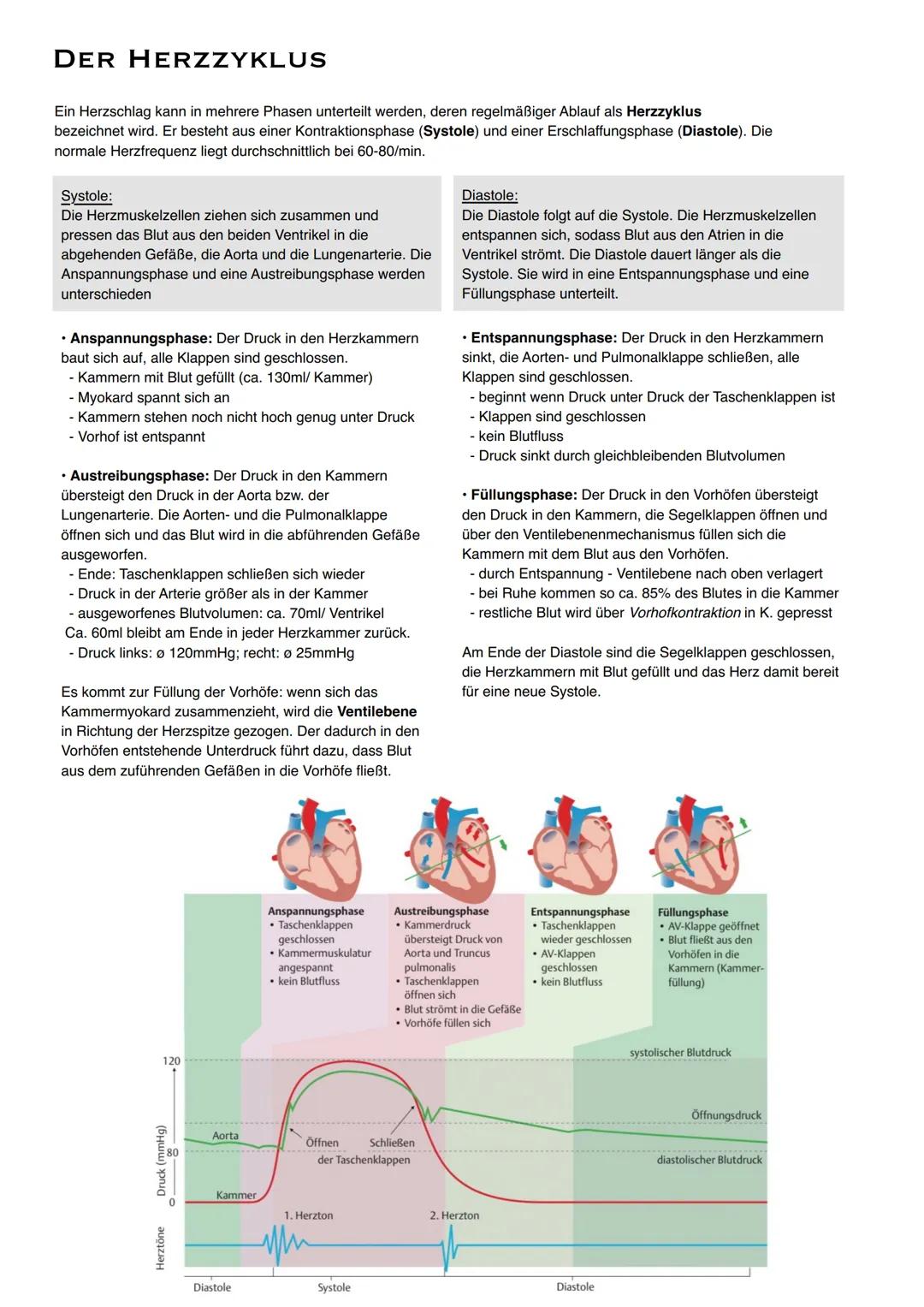# DER HERZZYKLUS

Ein Herzschlag kann in mehrere Phasen unterteilt werden, deren regelmäßiger Ablauf als Herzzyklus
bezeichnet wird. Er best