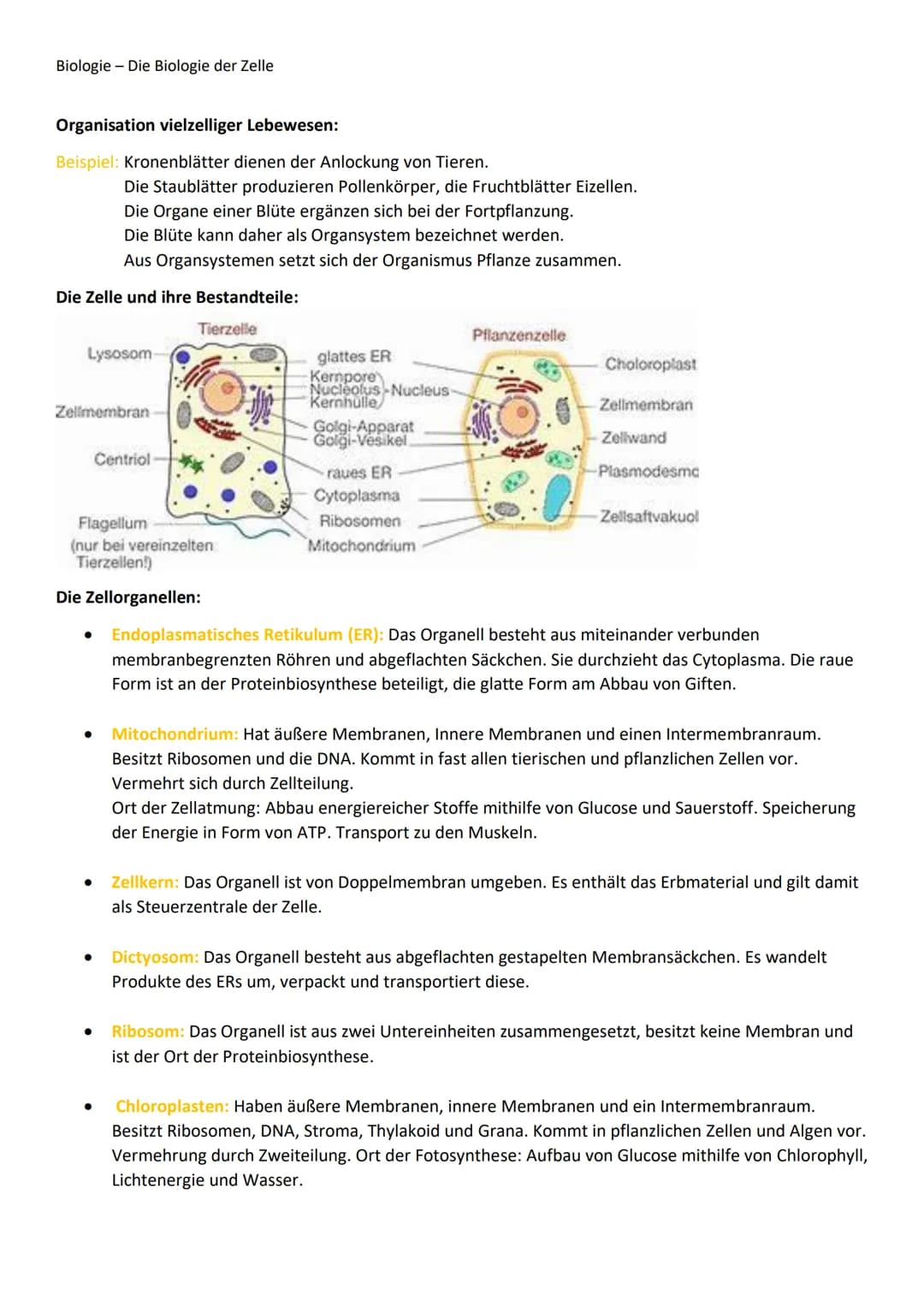 Biologie - Die Biologie der Zelle
Organisation vielzelliger Lebewesen:
Beispiel: Kronenblätter dienen der Anlockung von Tieren.
Die Zelle un