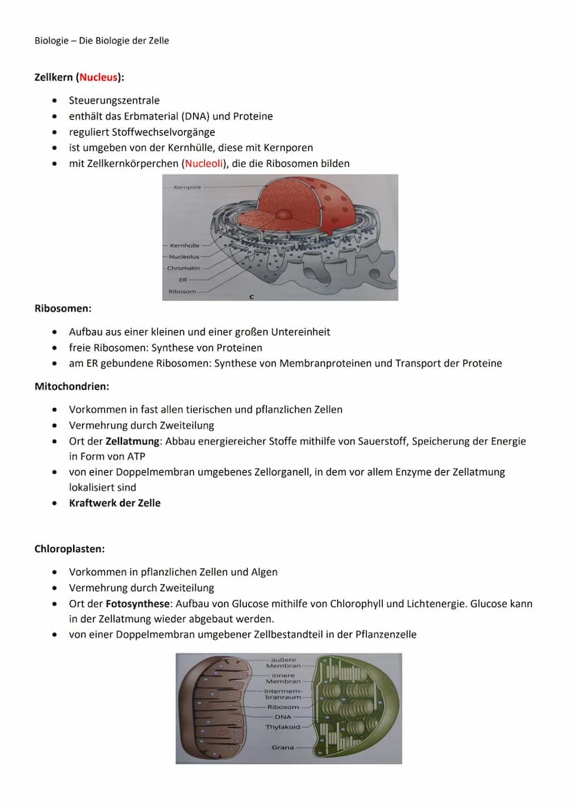 Biologie - Die Biologie der Zelle
Organisation vielzelliger Lebewesen:
Beispiel: Kronenblätter dienen der Anlockung von Tieren.
Die Zelle un