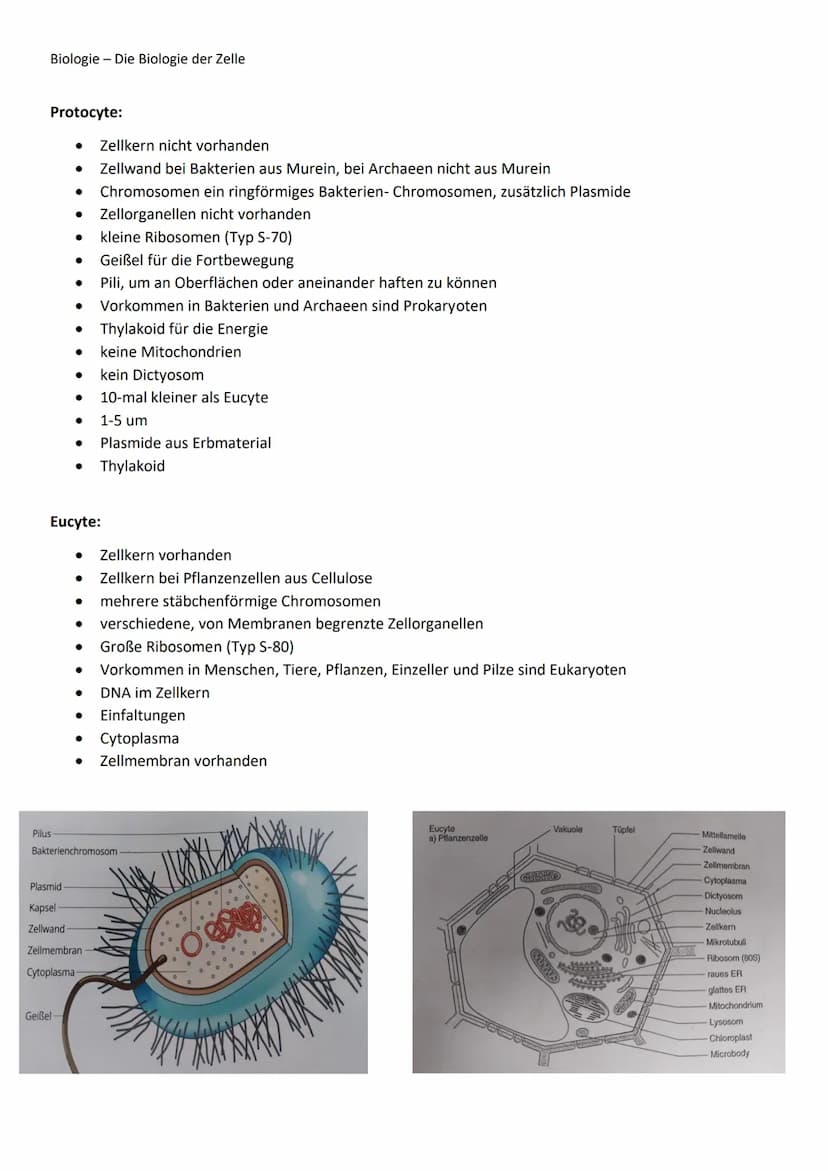Biologie - Die Biologie der Zelle
Organisation vielzelliger Lebewesen:
Beispiel: Kronenblätter dienen der Anlockung von Tieren.
Die Zelle un
