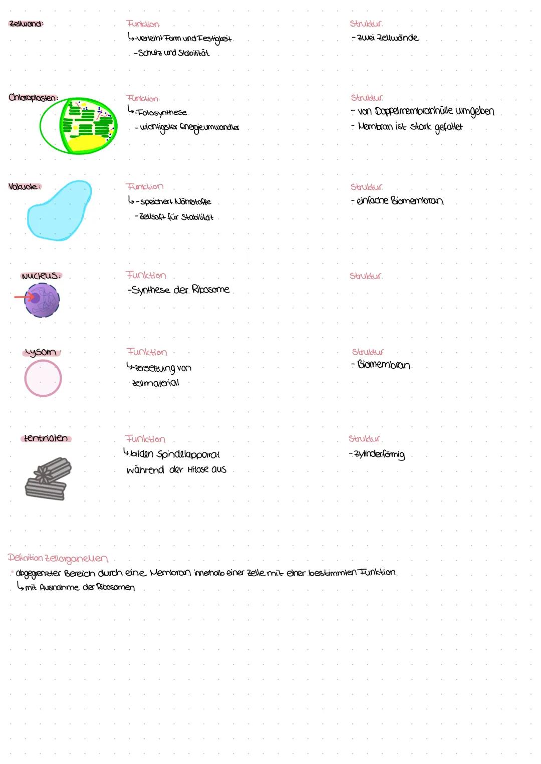 # Die Zellorganellen

Funktion und Aussehen

Zelkem:

Funktion

L-enthält Gbinformation (DNA)

- steuert Stoffwechselprozesse

Struktur

- D