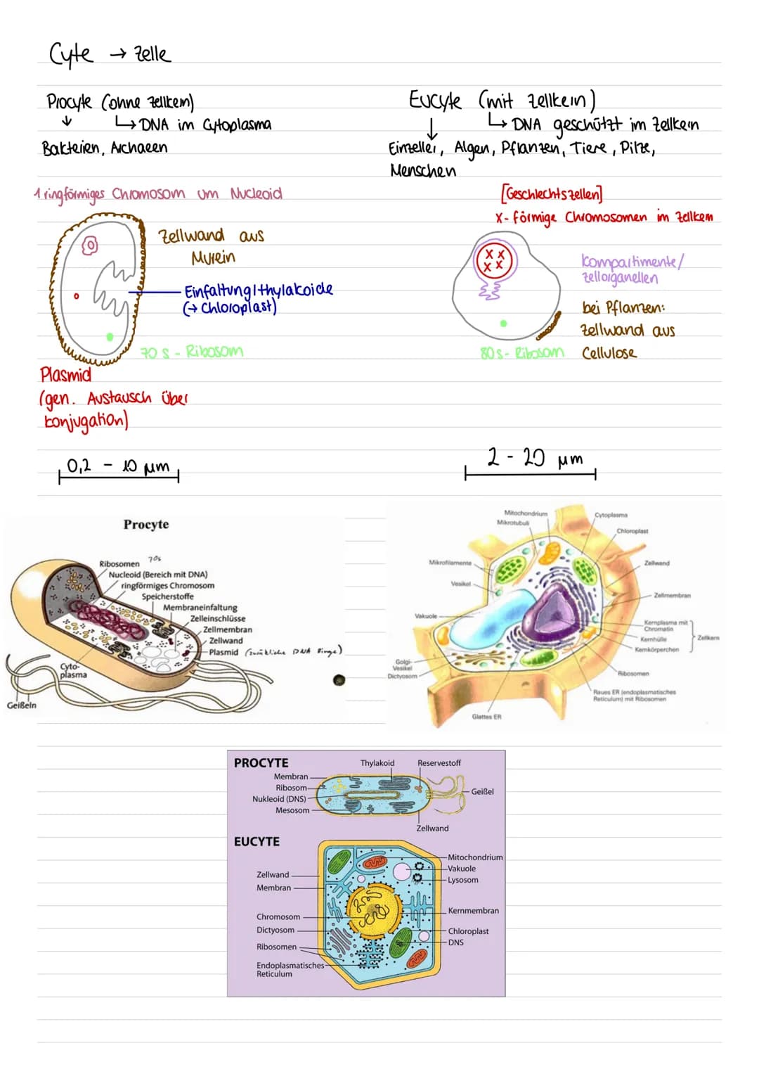 Cyte
Procyte (ohne Zellkem)
↓
Geißeln
→ Zelle
Bakterien, Archaeen
1 ring förmiges Chromosom um Nucleoid
O
Zellwand aus
Murein
0,2
DNA im Cyt