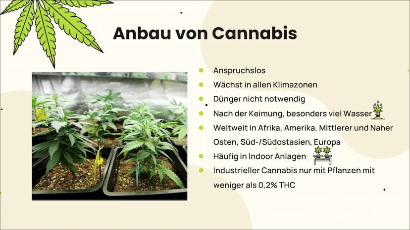 m
MEDICINAL DRUG
CANNABIS
Legal als Arzneimittel?
Von Jessy, Pia und Katharina
m ہے
Einleitung 01 02 Wirkung
Grundlegende Informationen
Anba