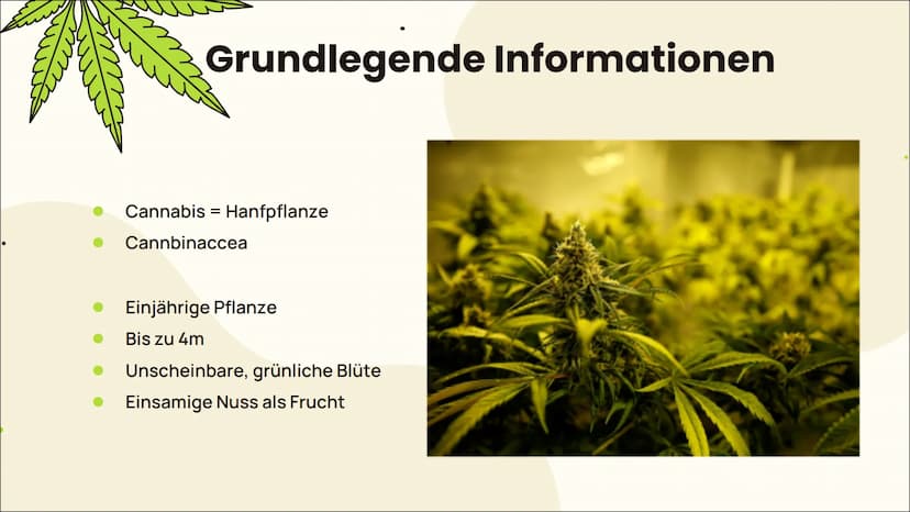 m
MEDICINAL DRUG
CANNABIS
Legal als Arzneimittel?
Von Jessy, Pia und Katharina
m ہے
Einleitung 01 02 Wirkung
Grundlegende Informationen
Anba