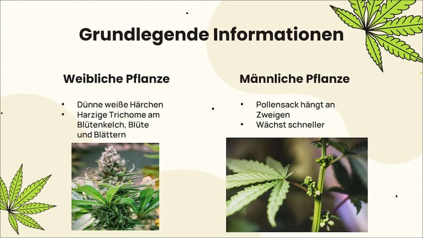 m
MEDICINAL DRUG
CANNABIS
Legal als Arzneimittel?
Von Jessy, Pia und Katharina
m ہے
Einleitung 01 02 Wirkung
Grundlegende Informationen
Anba